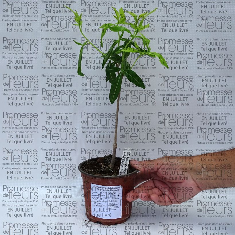 Example of Adansonia madagascariensis - Affenbrotbaum auf Madagaskar Topf 12 cm / 13 cm as you get in ete