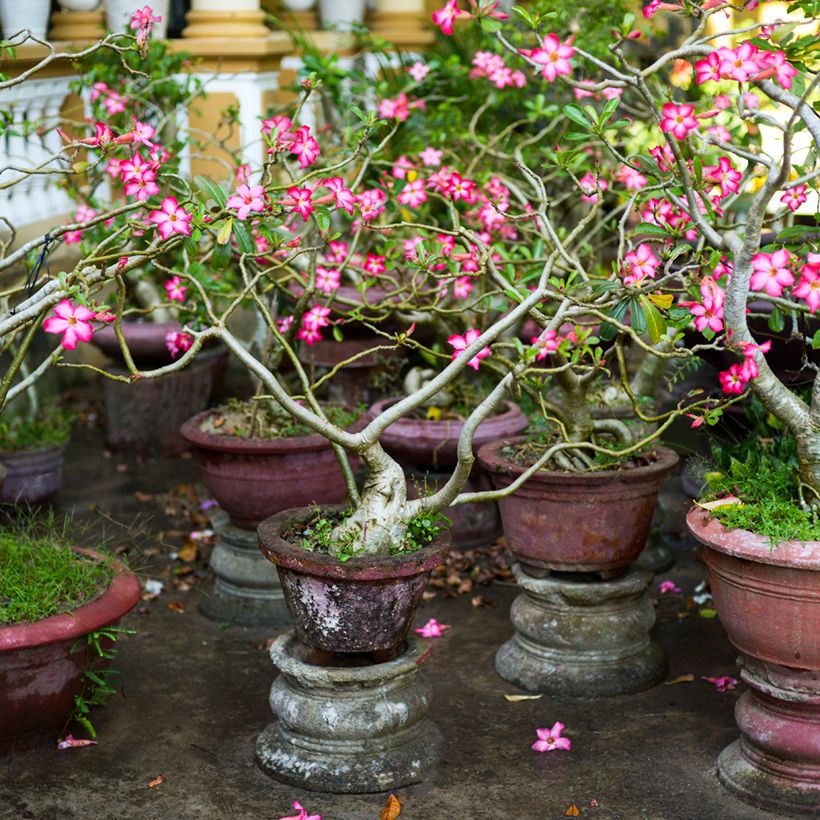 Adenium obesum - Wüstenrose (Wuchs)