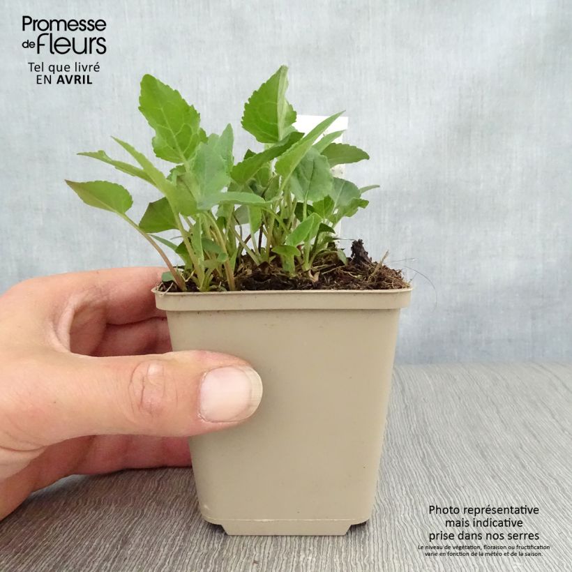 Exemplar von Adenophora confusa Fairy Bells Gaudi Violet - Becherglocke Kleine Töpfe von 8/9 cm wie im Frühjahr geliefert