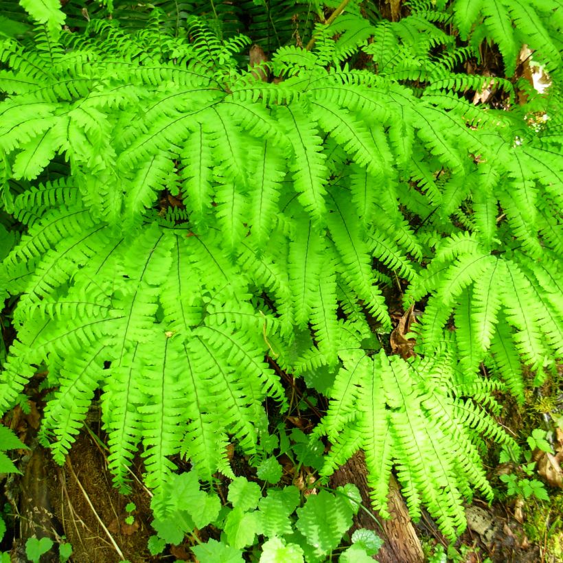 Adiantum aleuticum Miss Sharples - Zwerg-Pfauenradfarn (Wuchs)