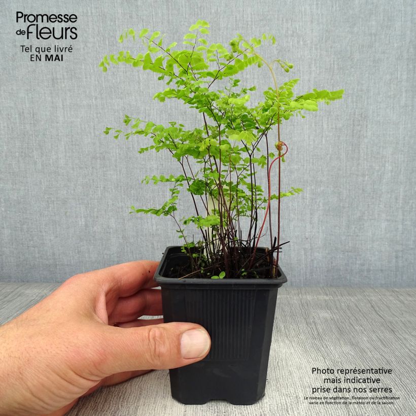 Example of Adiantum pedatum - Hufeisenfarn Kleine Töpfe von 8/9 cm as you get in printemps