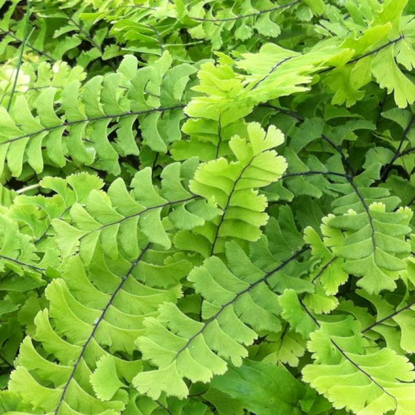 Adiantum pedatum Imbricatum - Fougère capillaire (Laub)