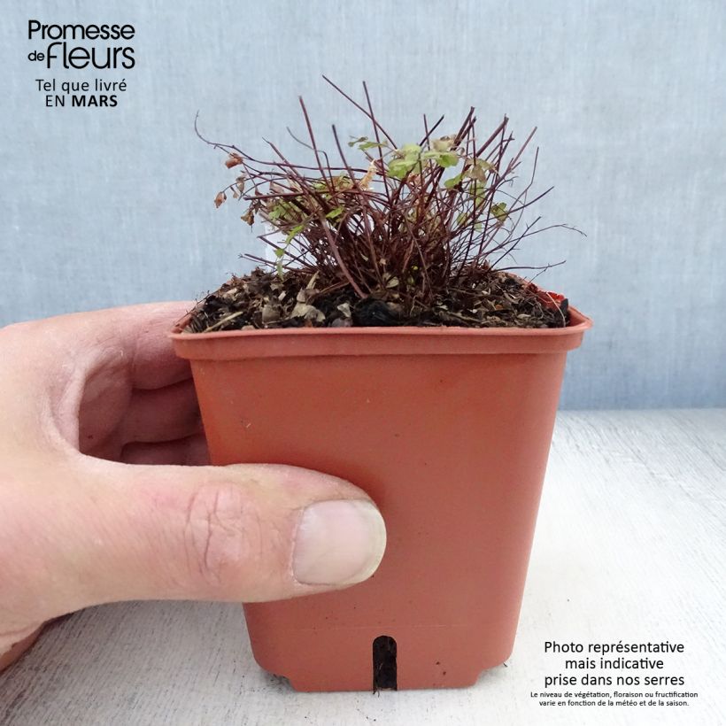 Exemplar von Adiantum pedatum Imbricatum - Fougère capillaire Kleine Töpfe von 8/9 cm wie im Frühjahr geliefert