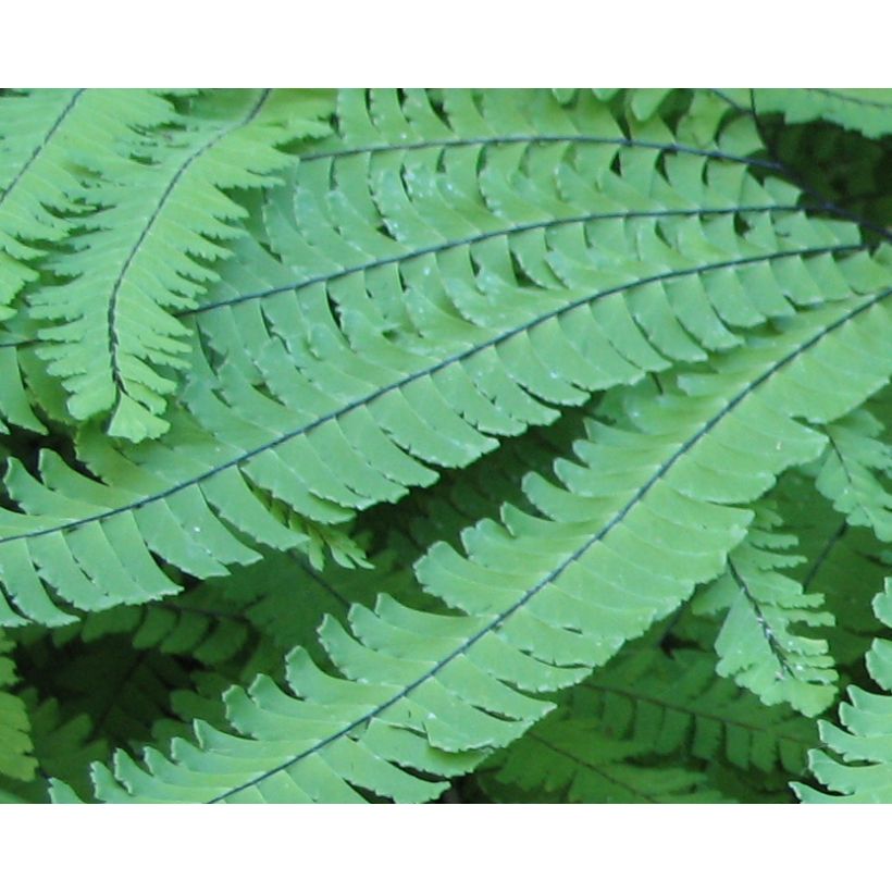Adiantum pedatum - Hufeisenfarn (Foliage)