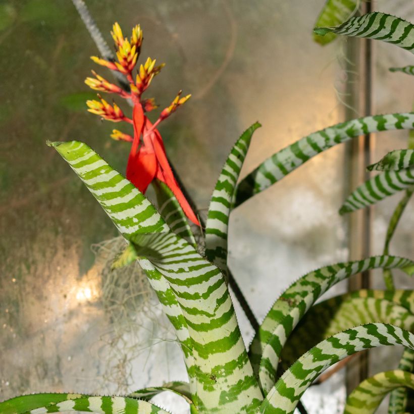 Aechmea Rebecca (Flowering)