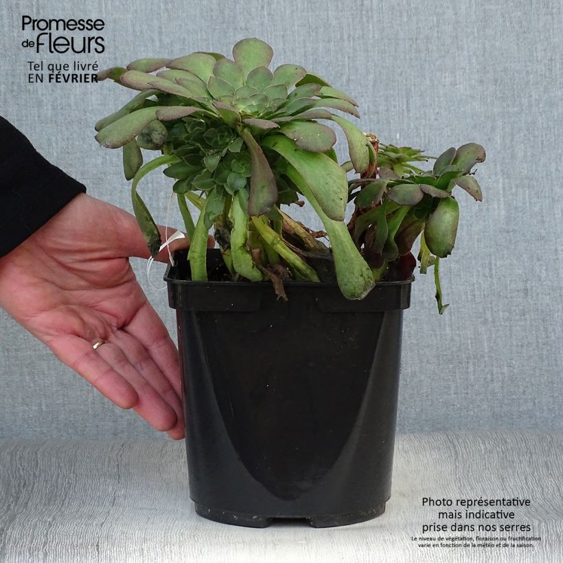 Example of Aeonium arboreum Garnet Topf mit 3L/4L as you get in hiver