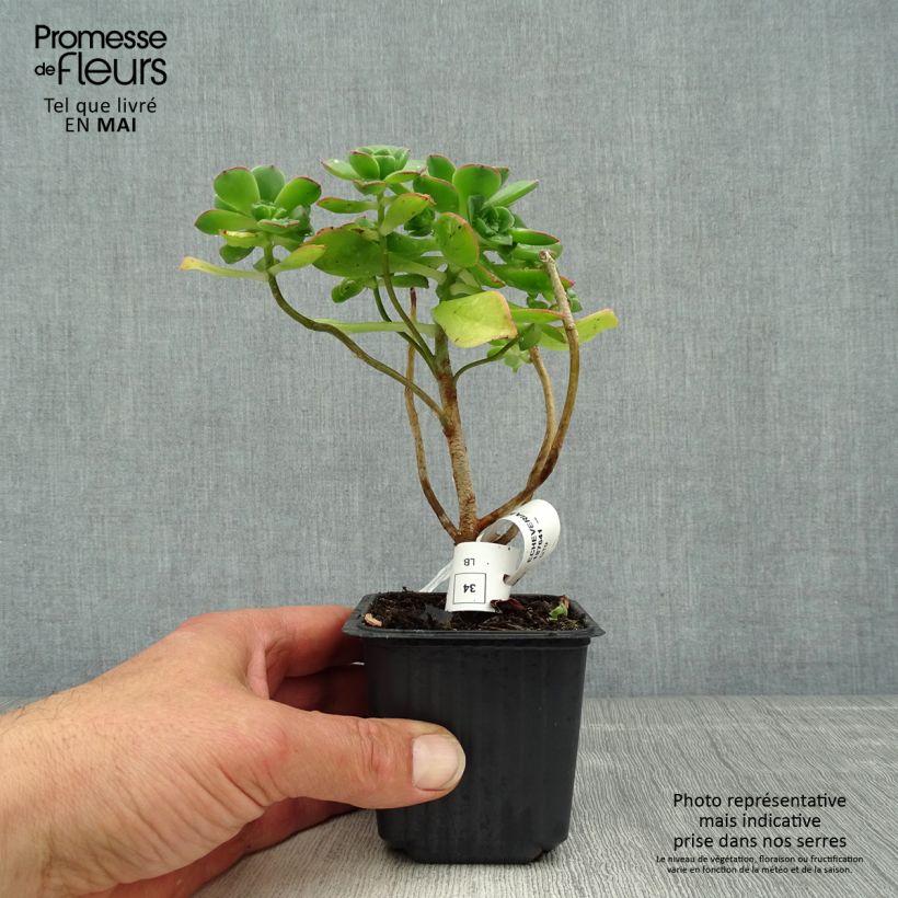 Example of Aeonium haworthii Kleine Töpfe von 8/9 cm as you get in printemps