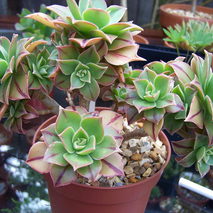 Aeonium leucoblepharum (Wuchs)