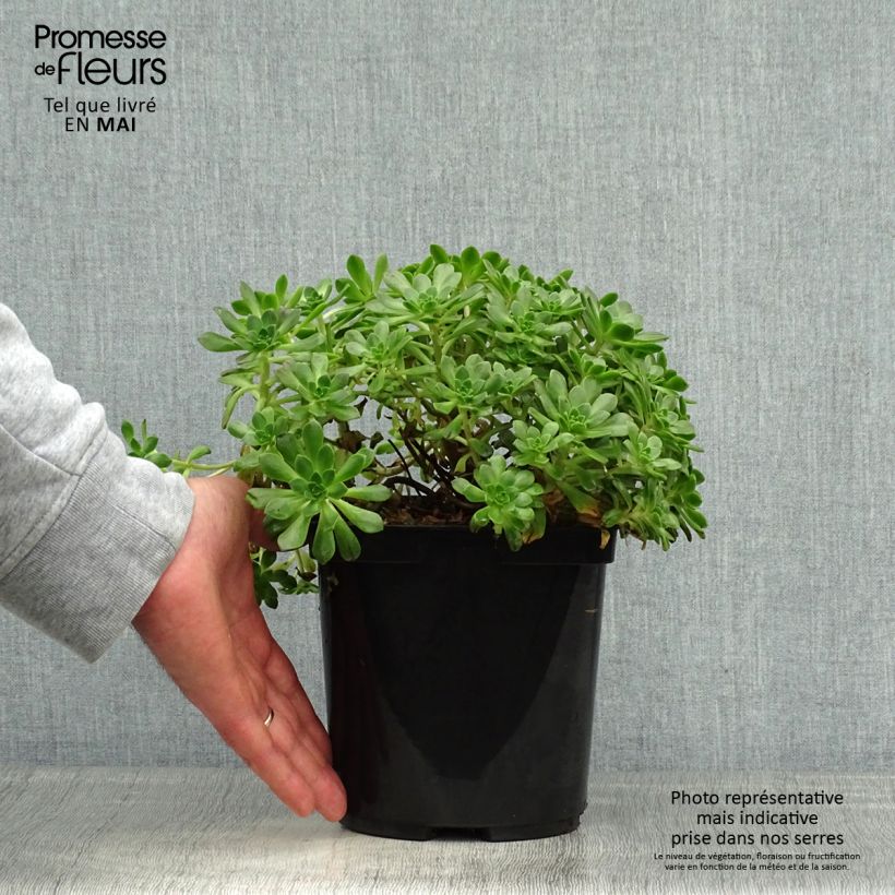 Example of Aeonium occidentale Topf mit 3L/4L as you get in printemps