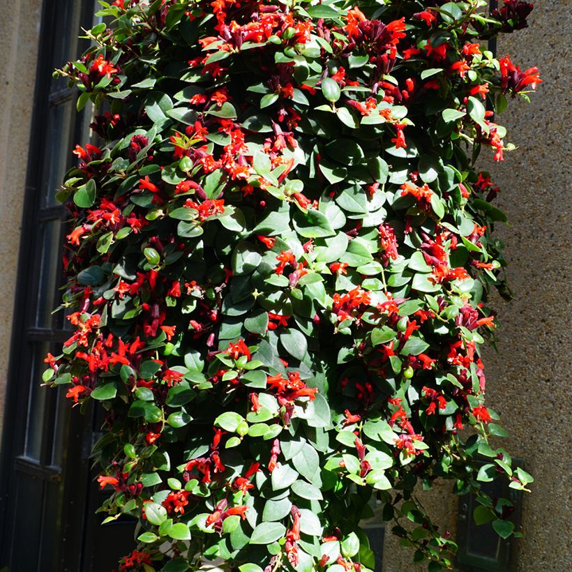 Aeschynanthus Mona Lisa - Schamblumen (Plant habit)