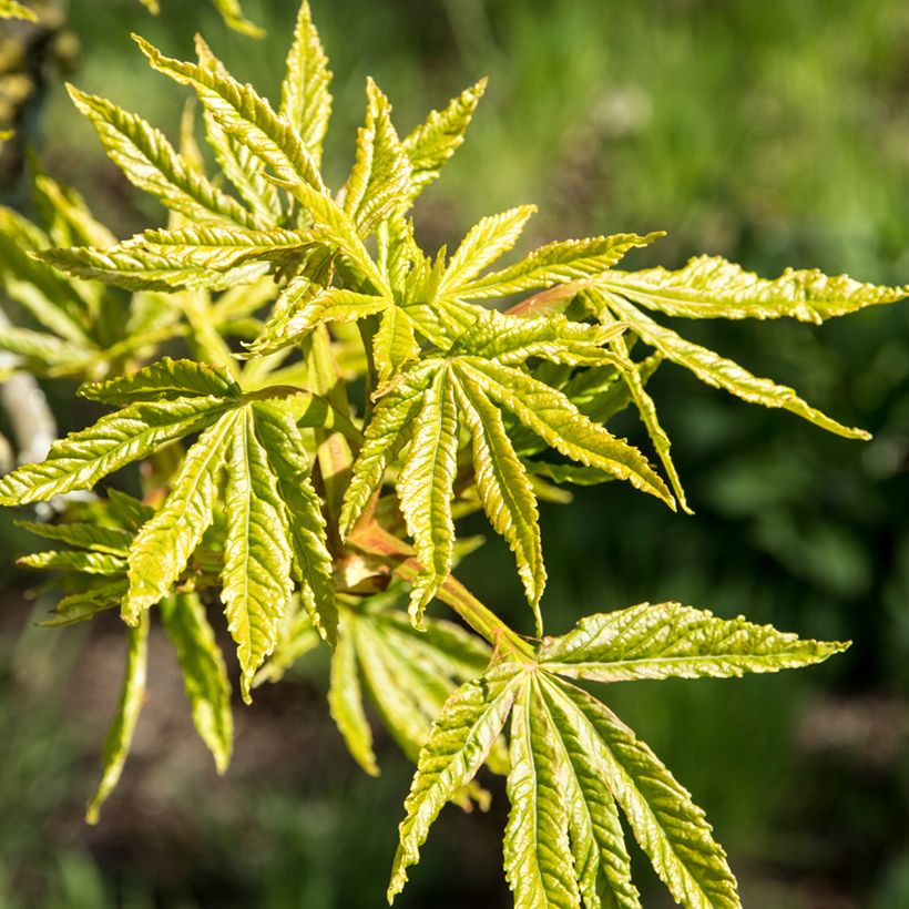 Gewöhnliche Rosskastanie Digitata - Aesculus hippocastanum (Foliage)