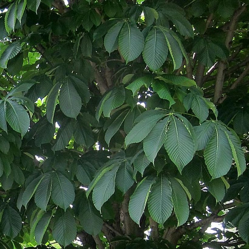Rote Kastanie Briotii - Aesculus carnea (Laub)