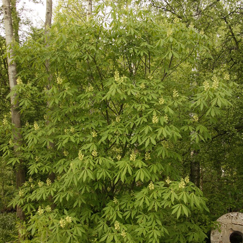 Aesculus glaucescens - Rosskastanie (Plant habit)