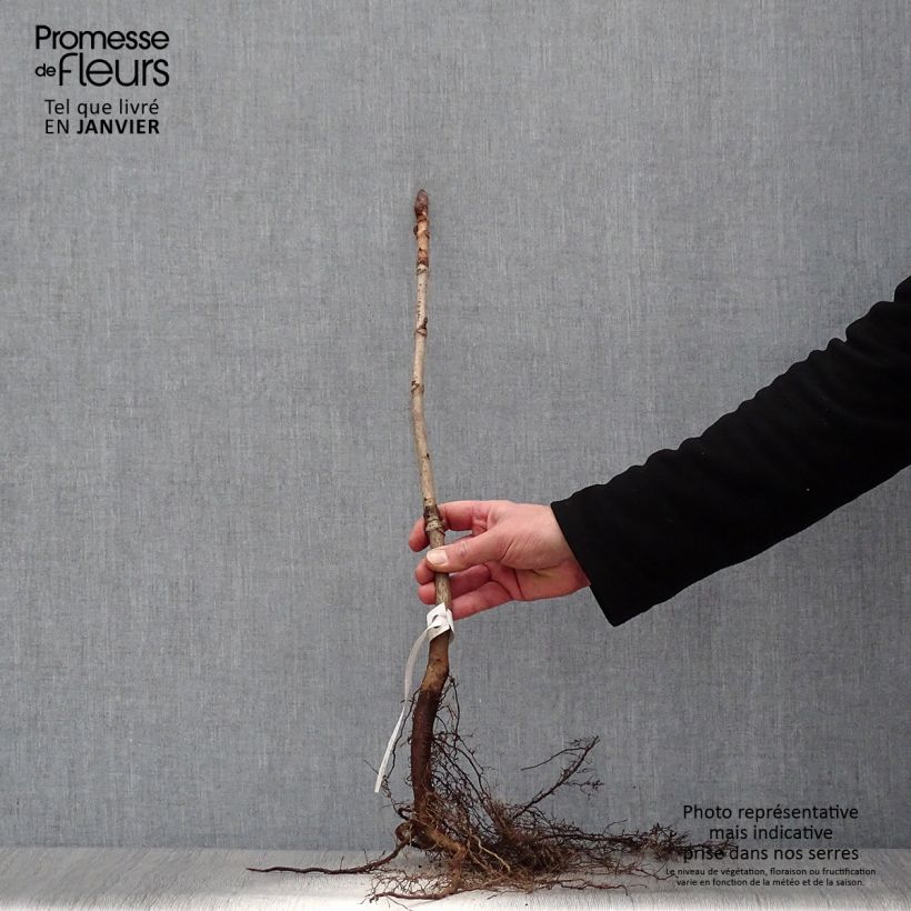 Example of Gewöhnliche Rosskastanie - Aesculus hippocastanum Wurzelnackt as you get in hiver