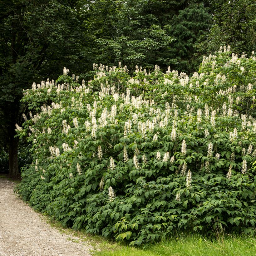 Strauchkastanie - Aesculus parviflora (Wuchs)