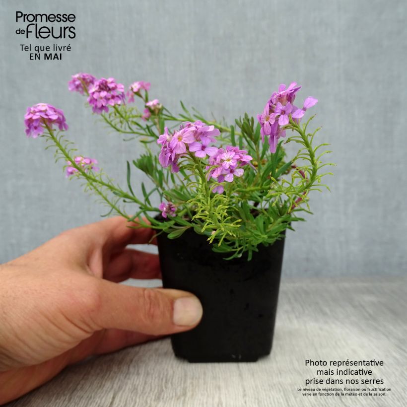 Example of Aethionema armenum Warley Ruber - Steintäschel Kleine Töpfe von 8/9 cm as you get in printemps