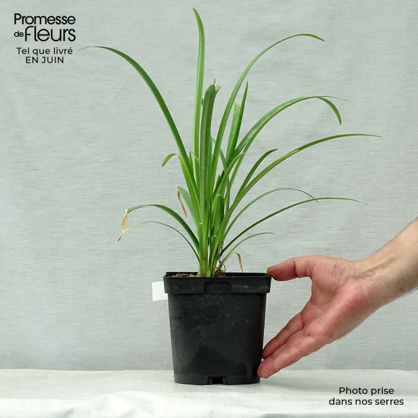 Exemplar von Agapanthe Arctic Star wie im Sommer geliefert