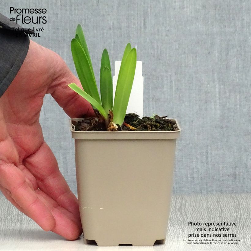 Example of Agapanthus Back in Black - Schmucklilie Kleine Töpfe von 8/9 cm as you get in printemps