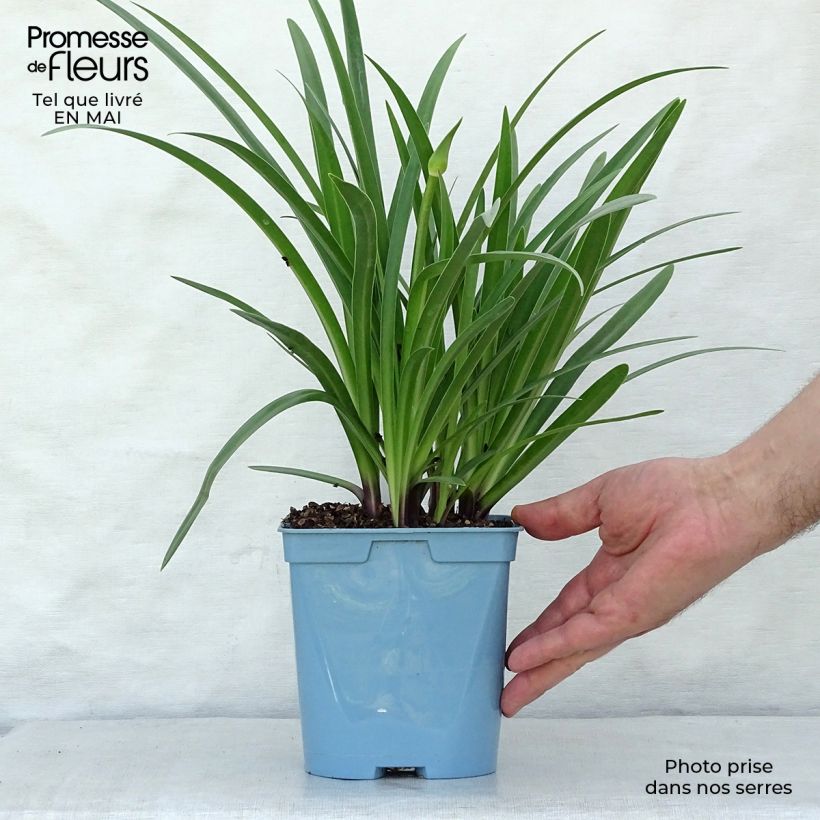 Example of Agapanthus Black Buddhist - Schmucklilie Topf mit 2L/3L as you get in printemps