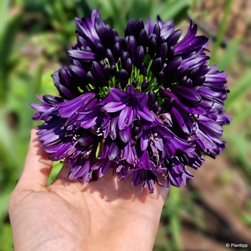 Agapanthus Black Jack - Schmucklilie (Flowering)
