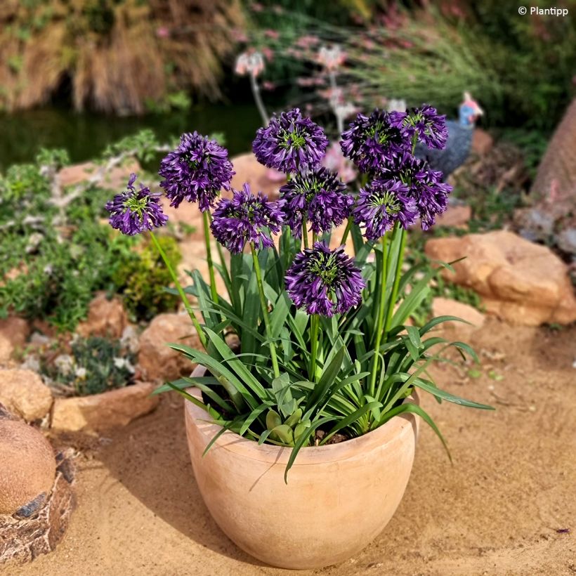 Agapanthus Black Jack - Schmucklilie (Plant habit)