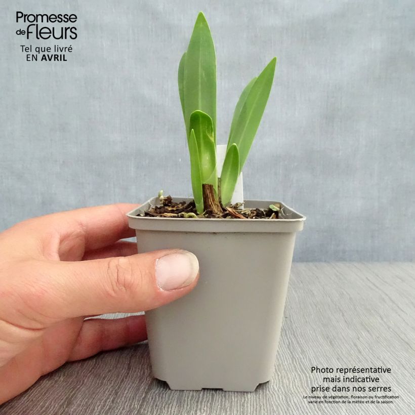 Exemplar von Agapanthus inapertus subsp. pendulus Black Magic - Schmucklilie Kleine Töpfe von 8/9 cm wie im Frühjahr geliefert