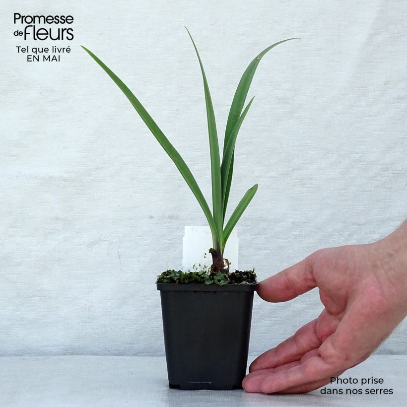 Example of Agapanthus Black Pantha - Schmucklilie Kleine Töpfe von 8/9 cm as you get in printemps