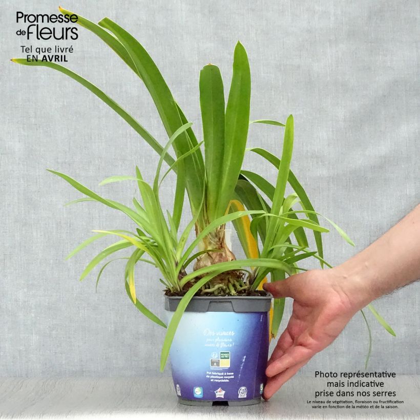 Example of Agapanthus Black Pantha - Schmucklilie Topf mit 2L/3L as you get in printemps