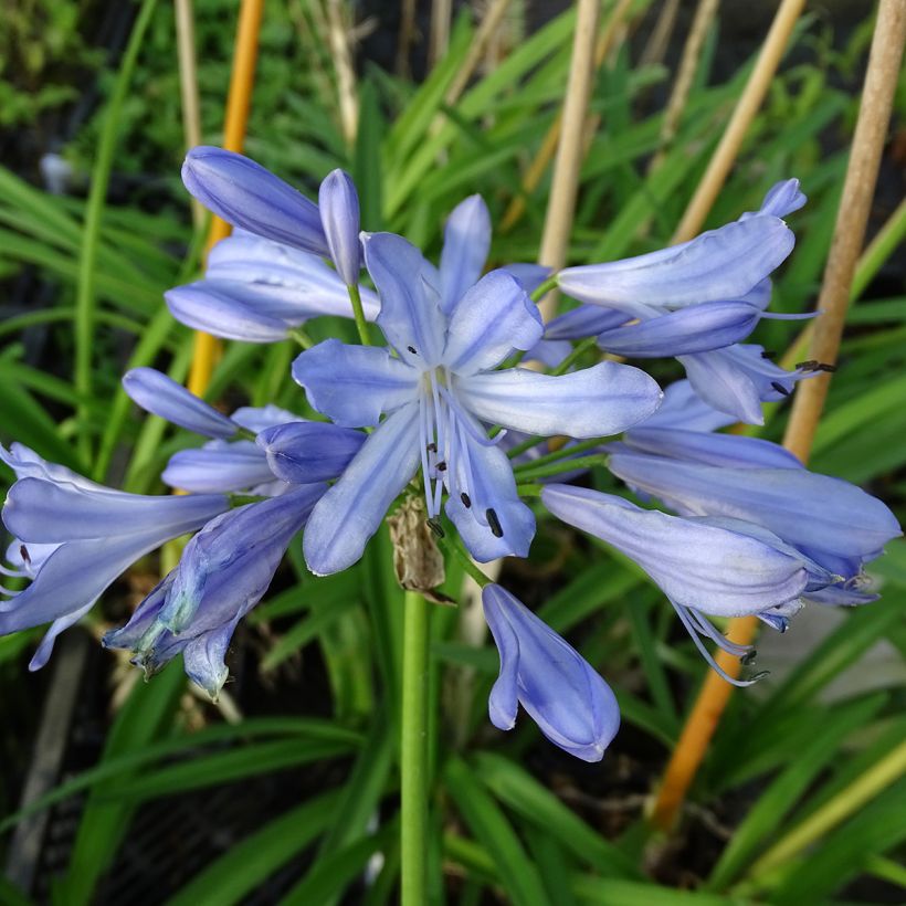 Agapanthus Blue Heaven - Schmucklilie (Flowering)