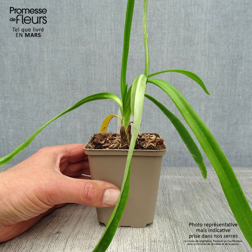 Example of Agapanthus Blue Heaven - Schmucklilie Kleine Töpfe von 8/9 cm as you get in printemps