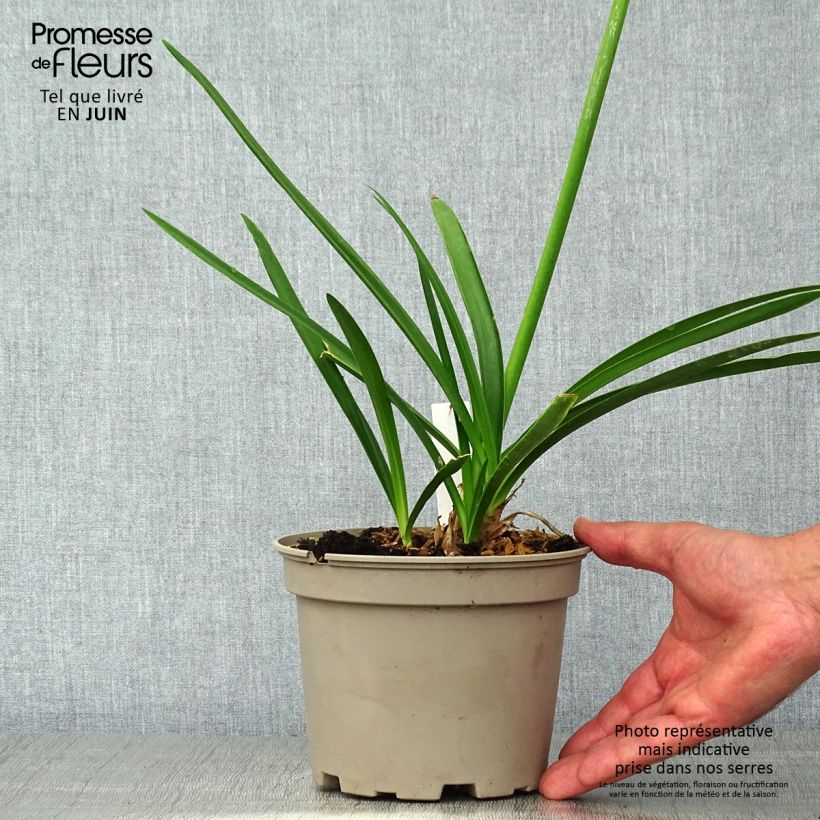 Exemplar von Agapanthus Blue Heaven - Schmucklilie Topf mit 2L/3L wie im Sommer geliefert