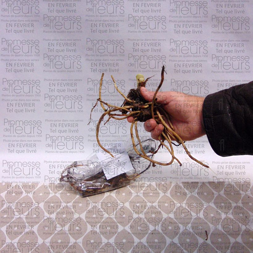 Beispiel eines Exemplars von Agapanthus Blue Triumphator - Schmucklilie Wurzelstock 1/2 Augen wie geliefert