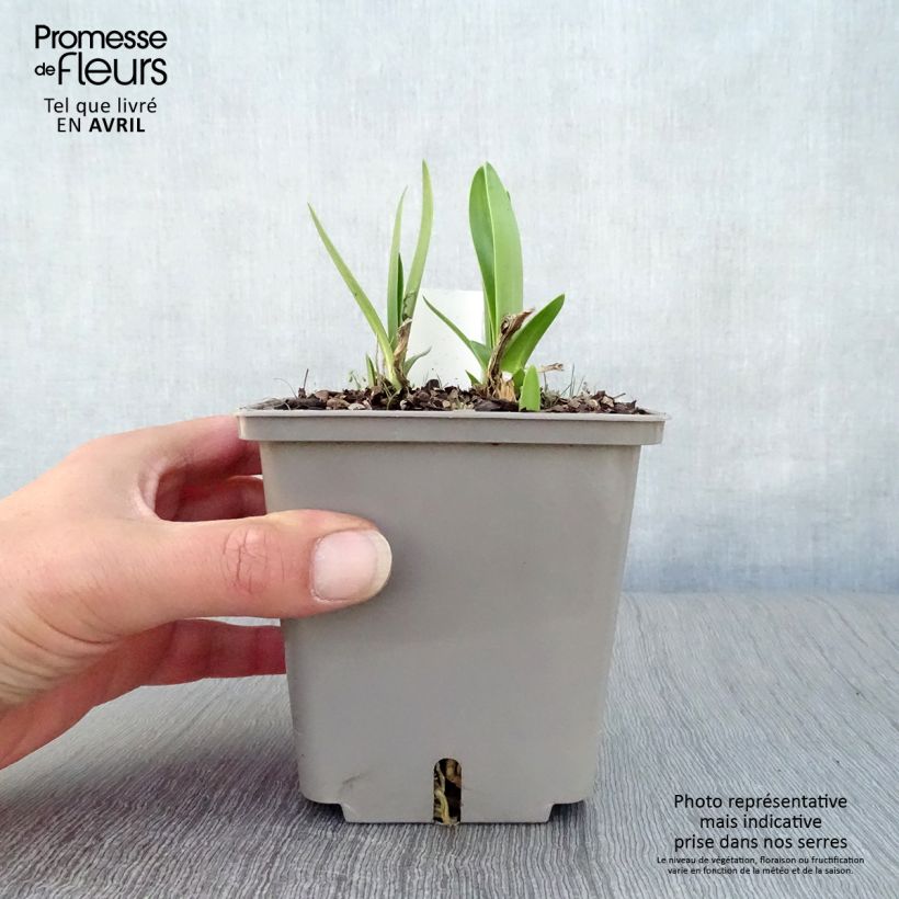 Exemplar von Agapanthus Celebration - Schmucklilie Topf mit 1L/1,5L wie im Frühjahr geliefert