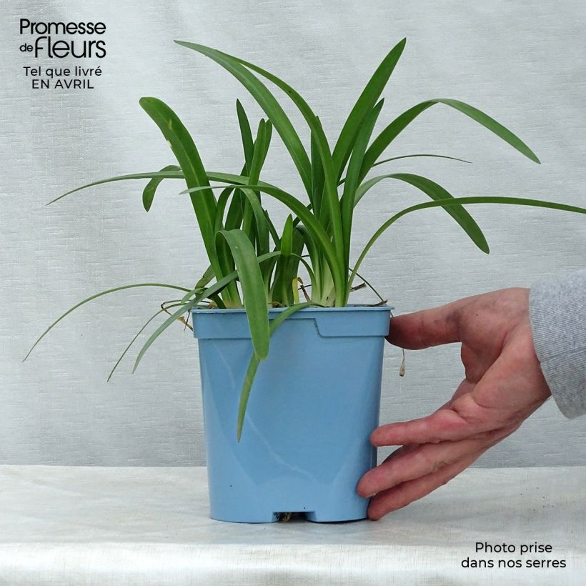 Example of Agapanthus Charlotte - Schmucklilie Topf mit 2L/3L as you get in printemps
