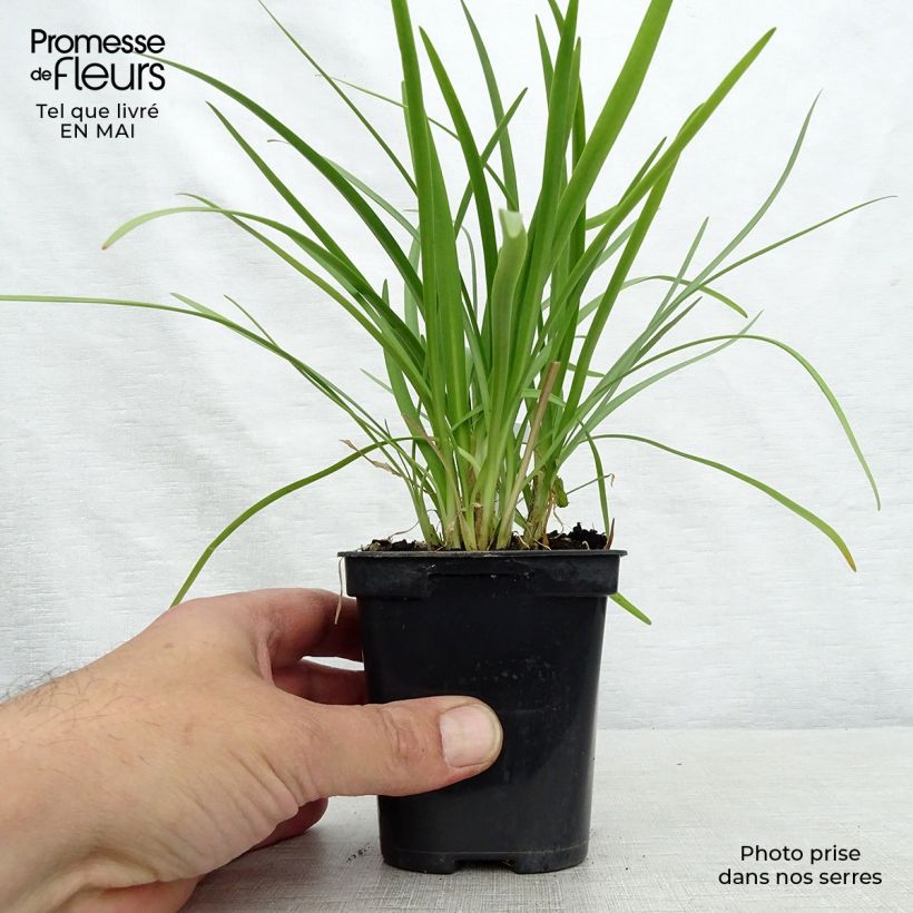 Example of Agapanthus Charlotte - Schmucklilie Kleine Töpfe von 8/9 cm as you get in printemps