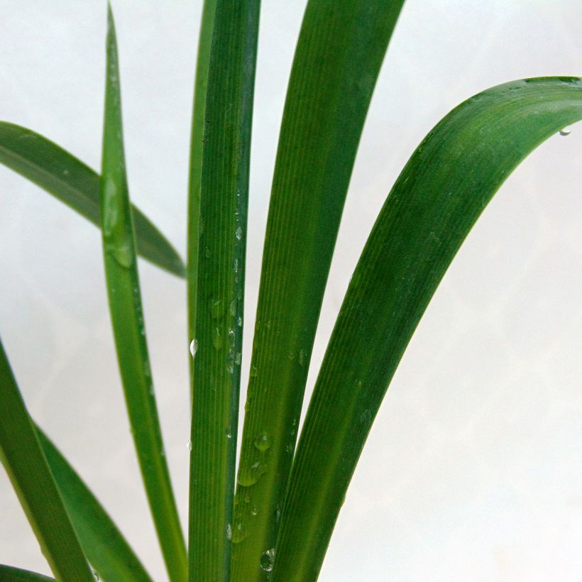 Agapanthus Docteur Brouwer - Schmucklilie (Laub)