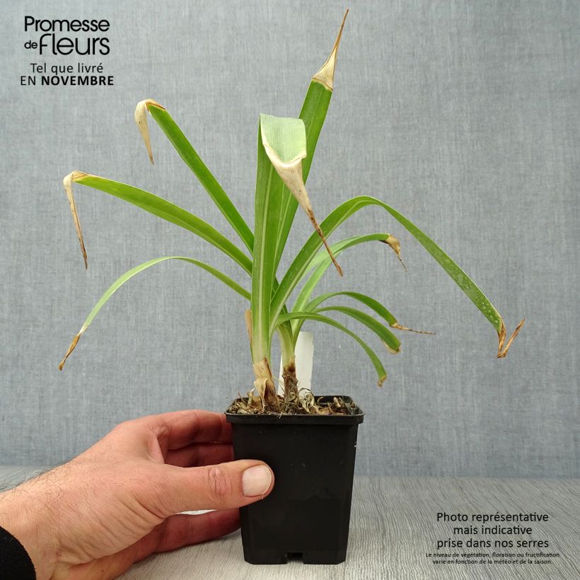 Exemplar von Agapanthus Docteur Brouwer - Schmucklilie Kleine Töpfe von 8/9 cm wie im Herbst geliefert