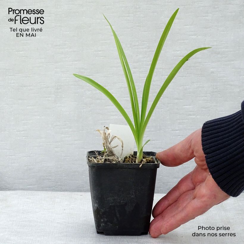 Exemplar von Agapanthus Docteur Brouwer - Schmucklilie Kleine Töpfe von 8/9 cm wie im Frühjahr geliefert