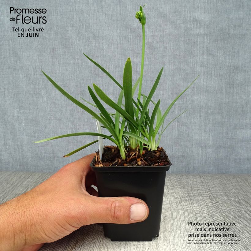 Exemplar von Agapanthus Double Diamond - Schmucklilie Kleine Töpfe von 8/9 cm wie im Sommer geliefert