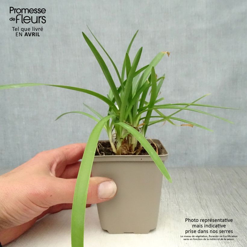 Exemplar von Agapanthus Double Diamond - Schmucklilie Kleine Töpfe von 8/9 cm wie im Frühjahr geliefert