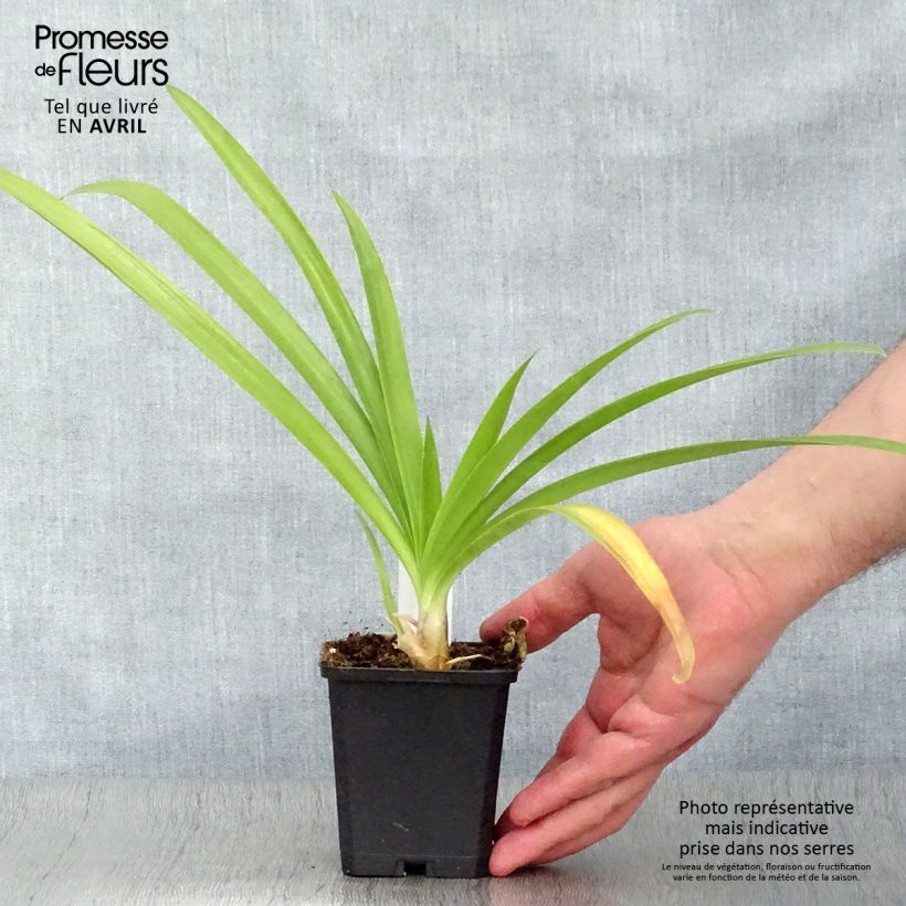 Exemplar von Agapanthus Enigma - Schmucklilie Kleine Töpfe von 8/9 cm wie im Frühjahr geliefert