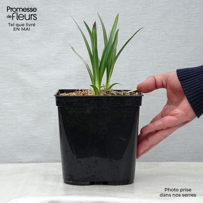 Exemplar von Agapanthus Flower of Love - Schmucklilie Topf mit 3L/4L wie im Frühjahr geliefert