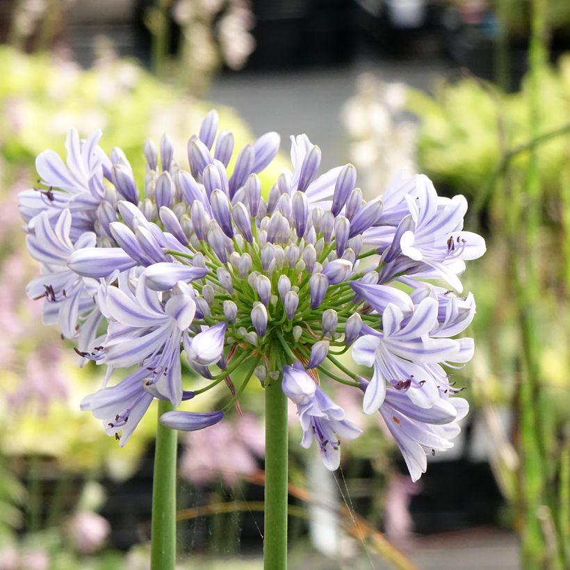 Agapanthus praecosubsp. orientalis Full Moon - Schmucklilie (Flowering)