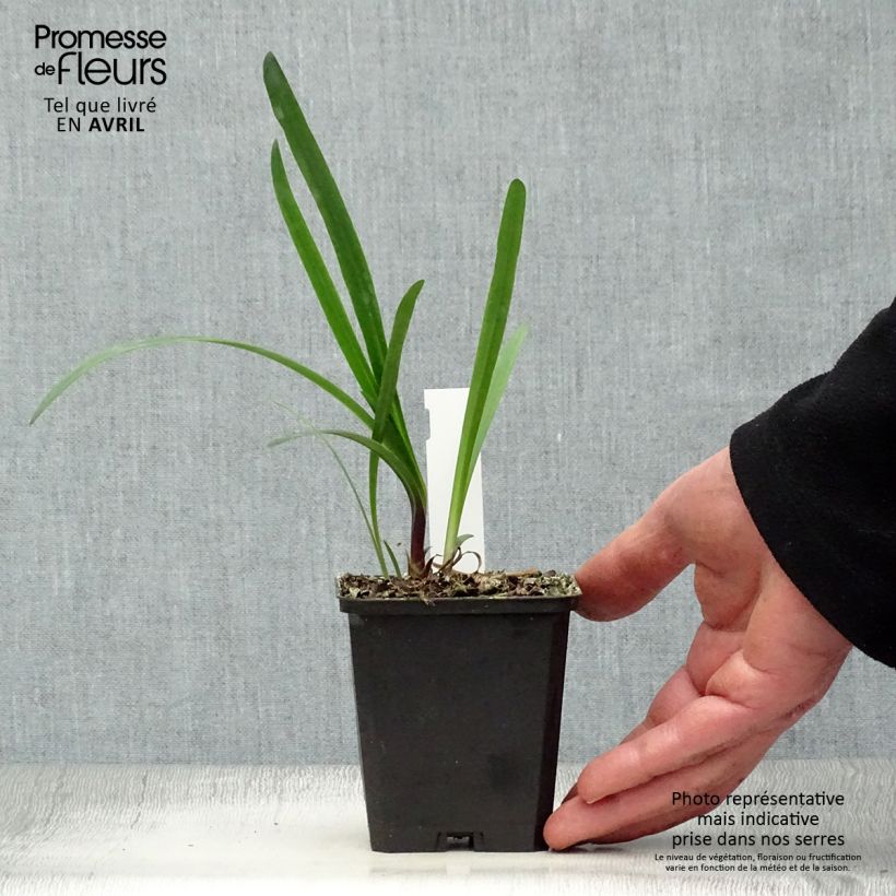 Exemplar von Agapanthus Glacier Stream - Schmucklilie Kleine Töpfe von 8/9 cm wie im Frühjahr geliefert