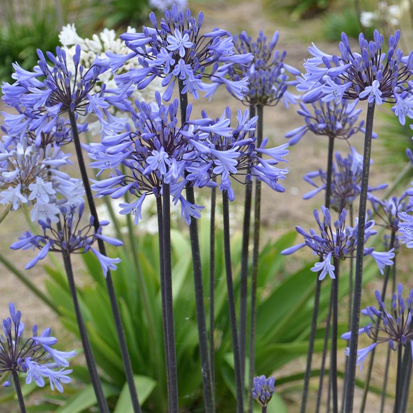 Agapanthus Graphite Blue - Schmucklilie (Flowering)