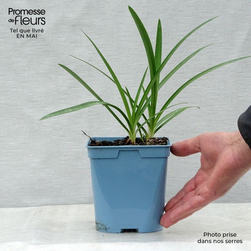 Example of Agapanthus Graphite Blue - Schmucklilie Topf mit 2L/3L as you get in printemps