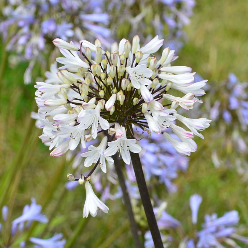 Agapanthus Graphite White - Schmucklilie (Flowering)