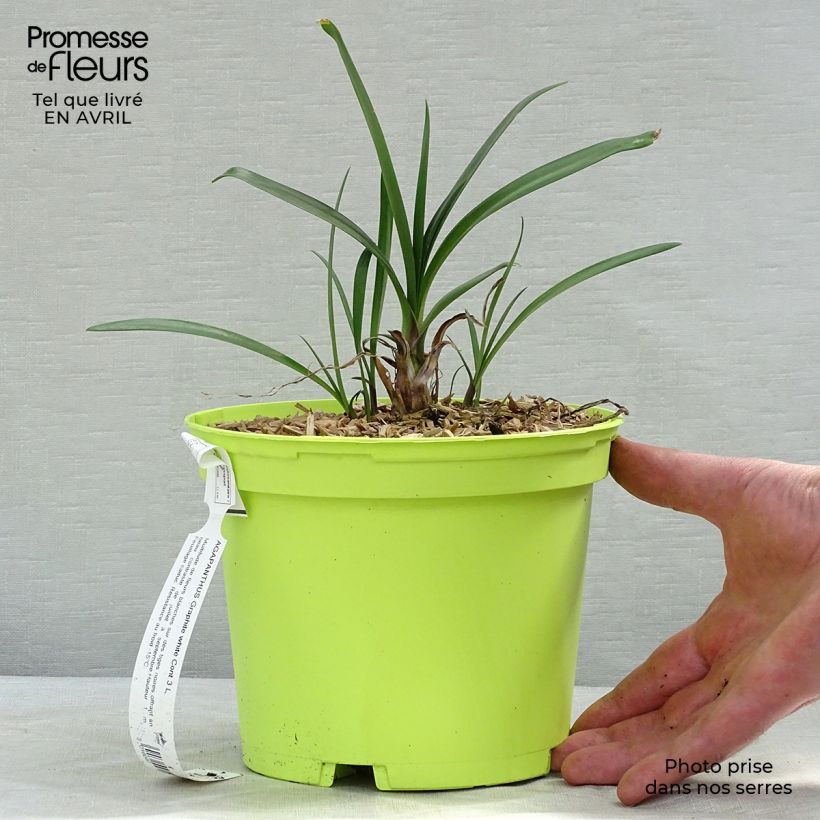 Example of Agapanthus Graphite White - Schmucklilie Topf mit 2L/3L as you get in printemps