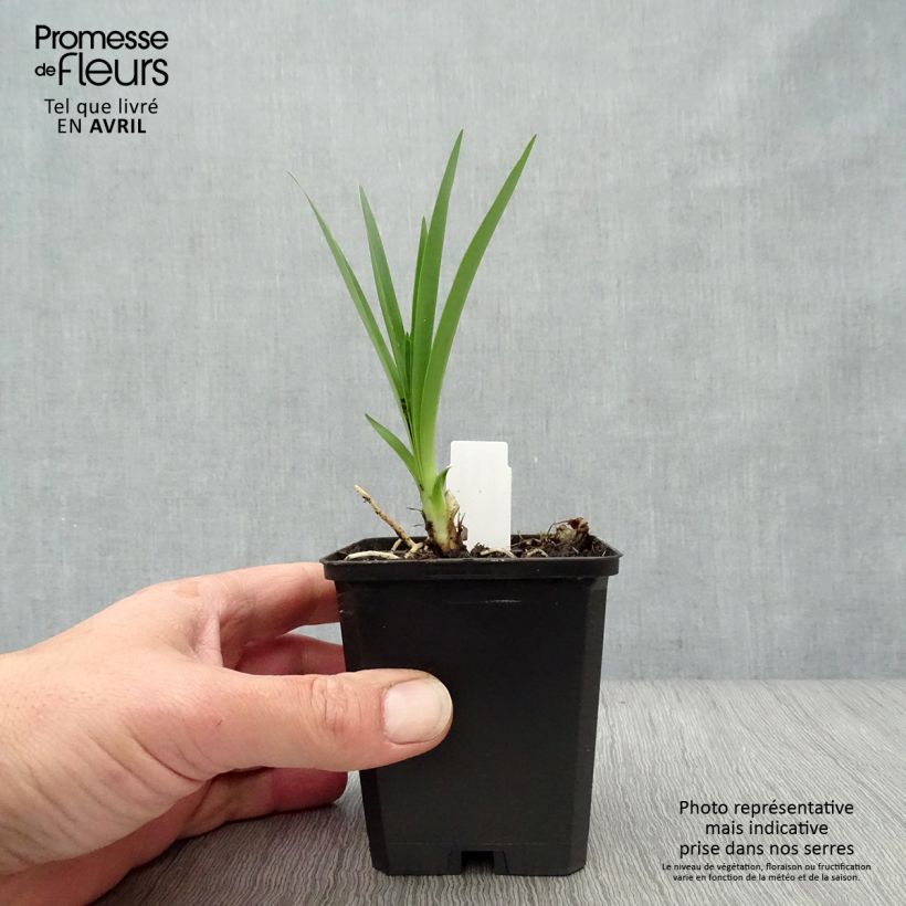 Example of Agapanthus Hybride Headbourne Blue - Schmucklilie Kleine Töpfe von 8/9 cm as you get in printemps