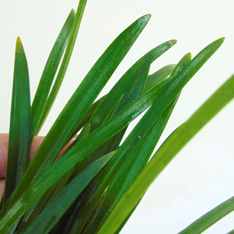 Agapanthus Lapis Lazuli - Schmucklilie (Foliage)